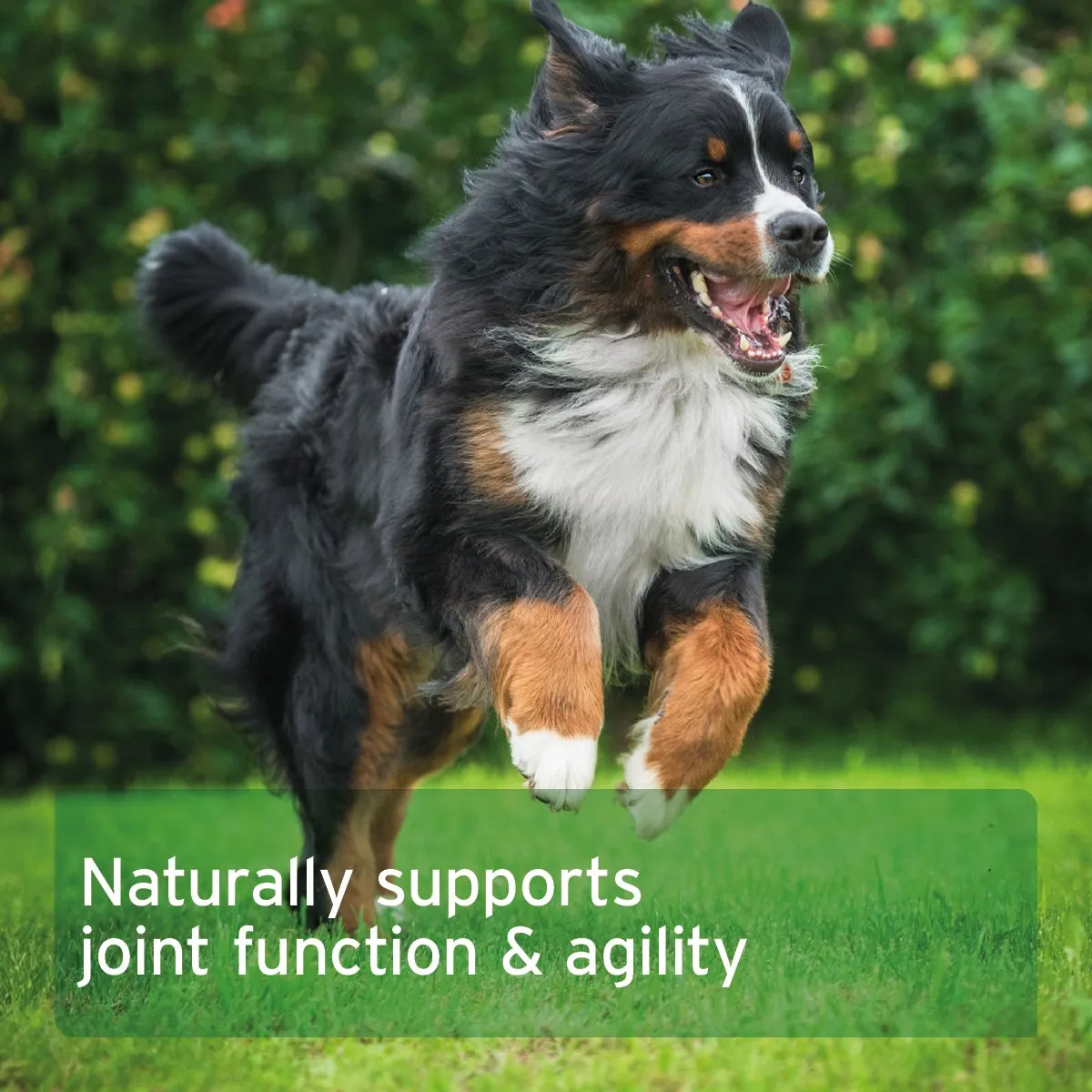 AgilityVET Joint Care Tablets for Dogs - available in two sizes