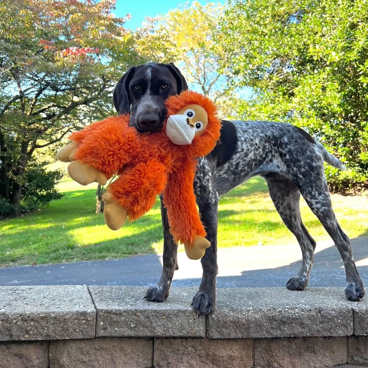 Orange Orangutan Dog Toy - 14"