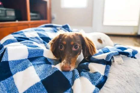 Tall Tails Navy Hunter's Plaid Dog Blanket (30" x 40")